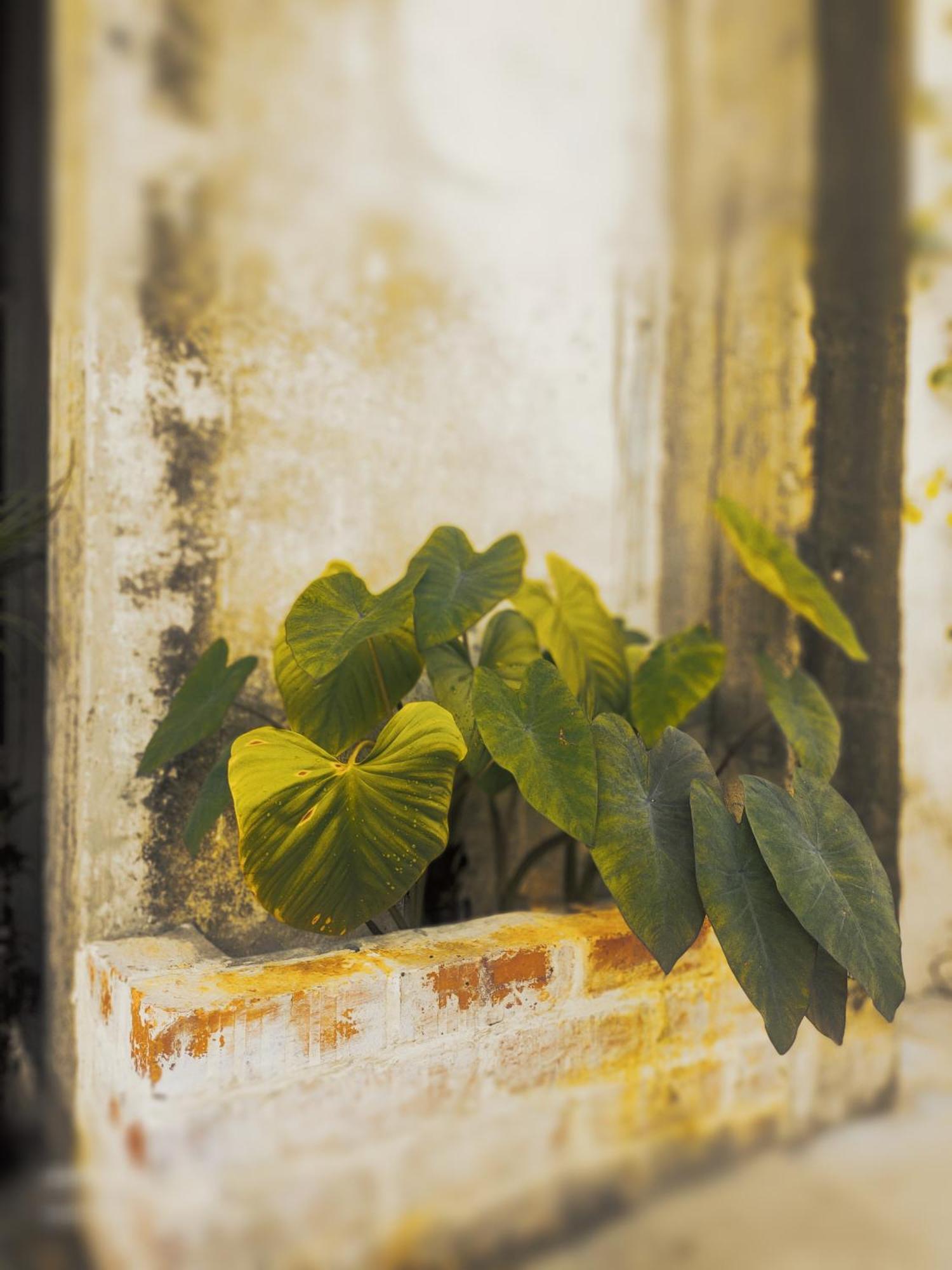 IPOH CONCRETE VILLA 外观 照片
